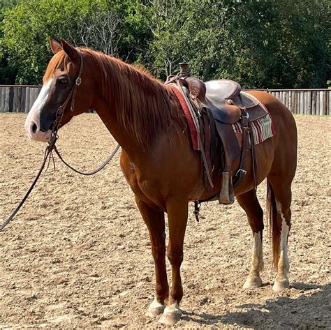 Nice colt raised at the Koehn Ranch! His full siblings have excelled at heading, heeling, and tie-down. . Horses for sale in kansas